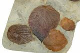 Wide Plate with Six Fossil Leaves (Three Species) - Montana #262520-2
